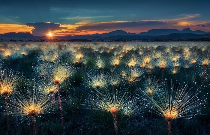 Plant Life Finalist: Fireworks by Marcio Cabral