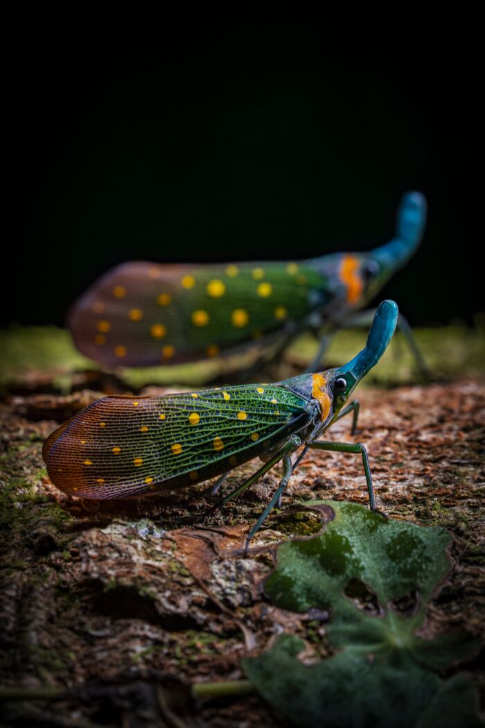 Macrophotography Finalist: The Enchanted Duo by Khaichuin Sim