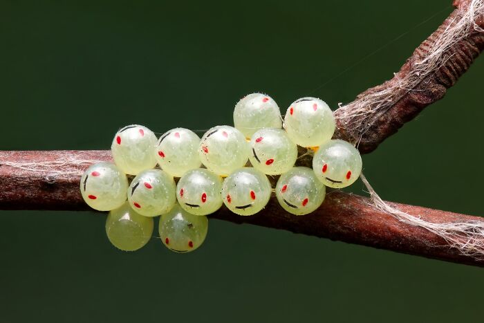 Macrophotography Finalist: Emojis by Paweł Jasiński