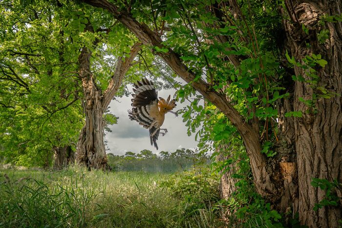 Birds Finalist: A Moment Of Care – Hoopoe On The Way To The Nest by Karlheinz Reichert