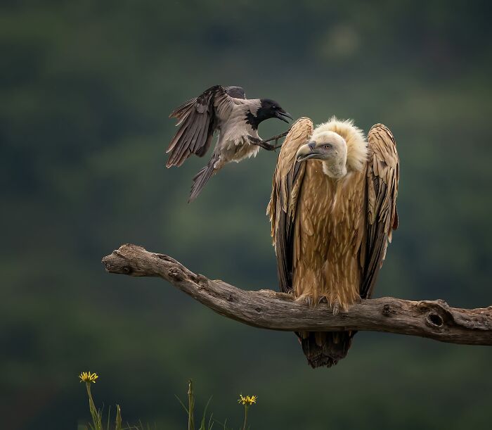 Birds Finalist: Defiance Of The Small by Panagiotis Xaxiris
