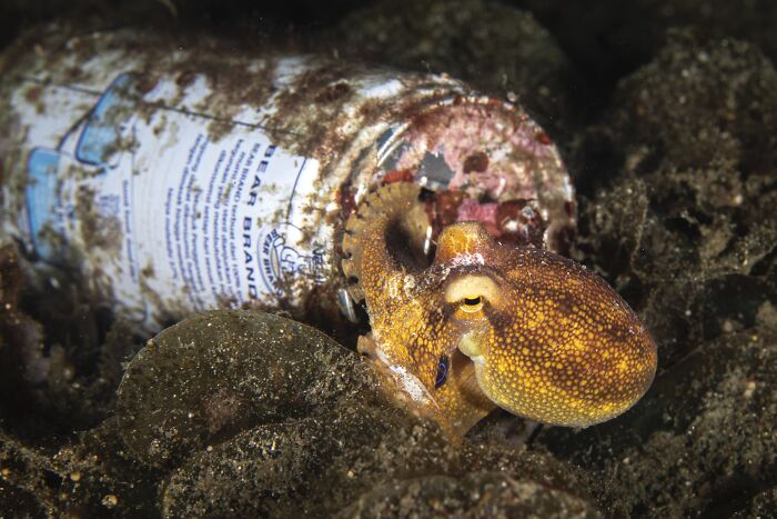 Environmental Impact Finalist: Canned Home by Fabi Fregonesi