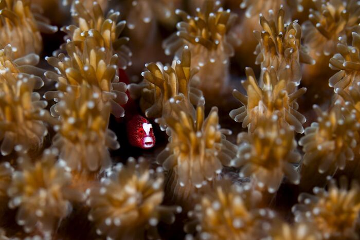 Macrophotography Finalist: Between The Polyps by Daniel Sly