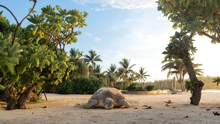 Environmental Impact Finalist: A Walk Next To The Pool by Théo Guillaume