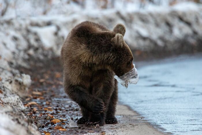 Environmental Impact Finalist: Poor Bear by Udvardi Jeno