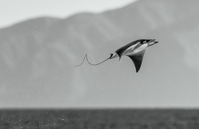 Photographer Of The Year: Mobula Rocket by Angela J Sanchez