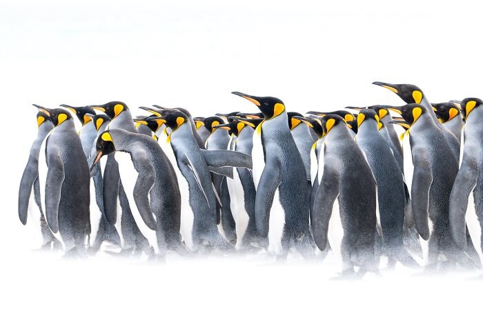 Wildlife Finalist: The Chorus Of Silence by Thomas Andy Branson