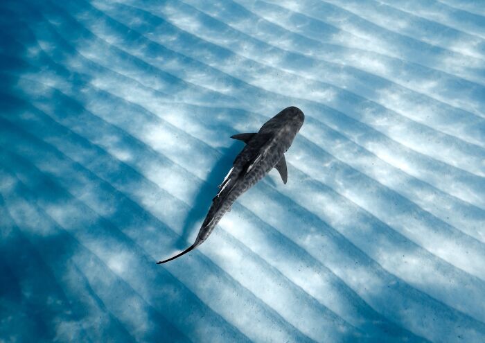 Underwater Finalist: Stripes On Stripes by Caitlin Grace