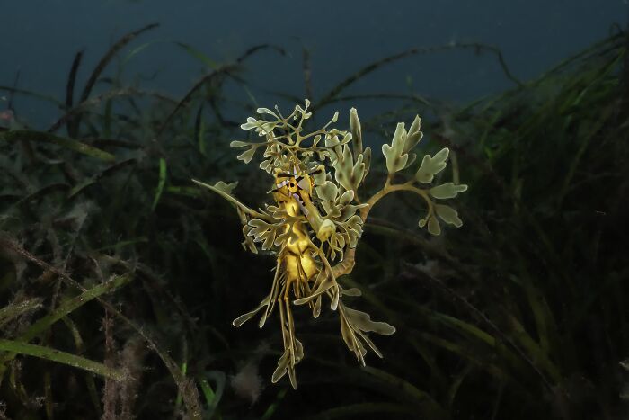 Underwater Finalist: Land Of Dragons by Rowan Dear