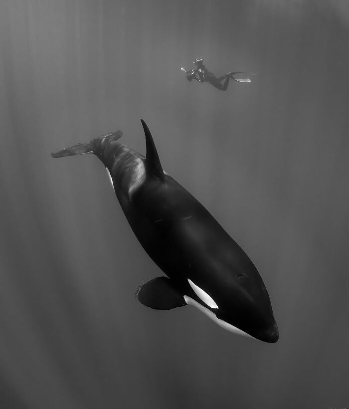 Sharing The Planet Finalist: Swimming With An Apex Predator by Angela J Sanchez