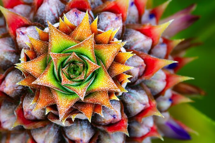 Plant Life Finalist: Prickly by Christopher Baker