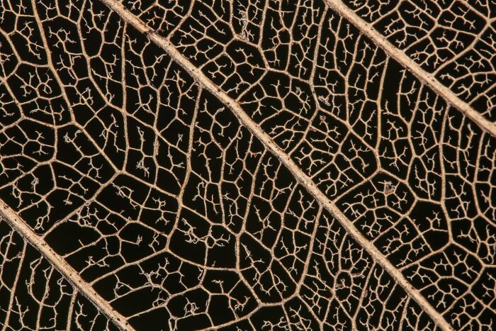 Plant Life Finalist: A Dried Leaf Shows The Intricate Pattern Of Life by Aneesh Bhasin