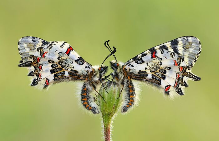 Macrophotography Finalist: Symmetry by Hasan Baglar