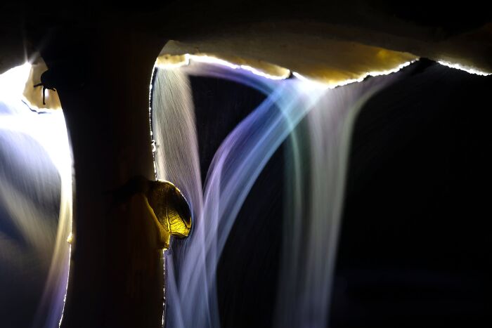 Macrophotography Winner: Sporing Party by Indranil Basu Mallick