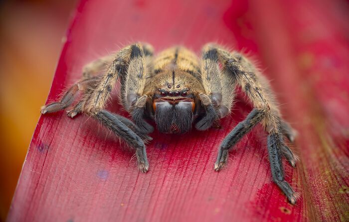 Macrophotography Finalist: Pretty In Pink by Laurent Hesemans