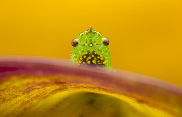 Macrophotography Finalist: Katydid Portrait by Laurent Hesemans