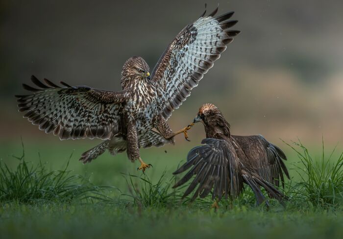 Birds Finalist: Strike From Above by Panagiotis Xaxiris