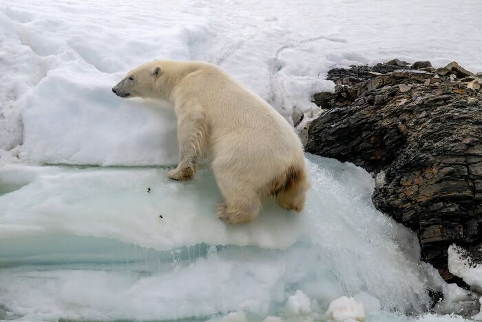 Environmental Impact Finalist: Melting Arctic by Seppo Tuomaala