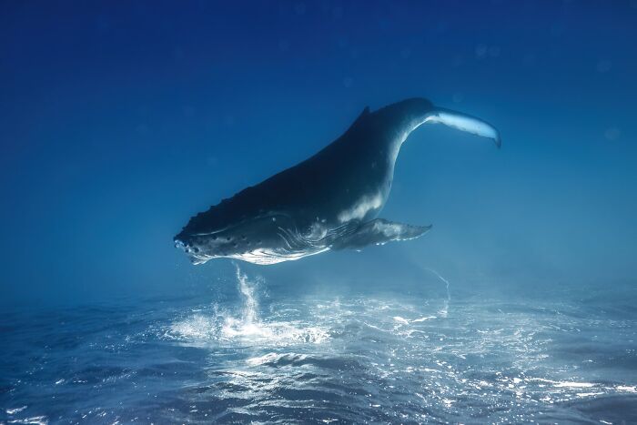 Underwater Winner: Whale Dreams by Remuna Beca
