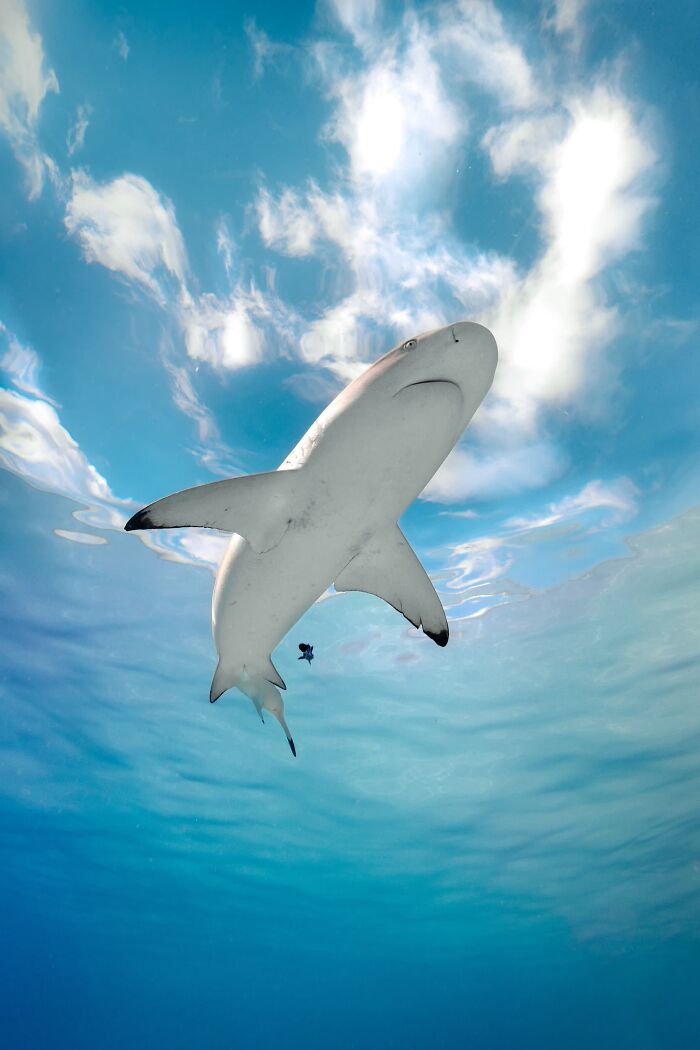 Underwater Finalist: Sky Shark by Jono Allen