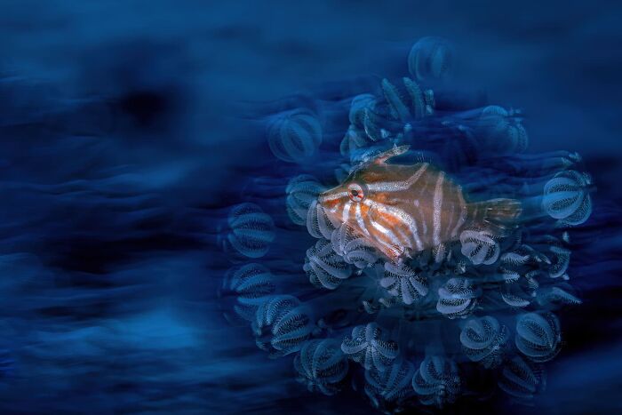 Underwater Finalist: River Of Time by Kwon Chan