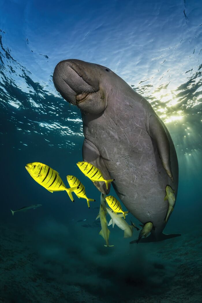 Underwater Finalist: Rare Encounter by Remuna Beca