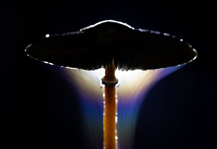 Plant Life Finalist: The Parasol's Release by Indranil Basu Mallick