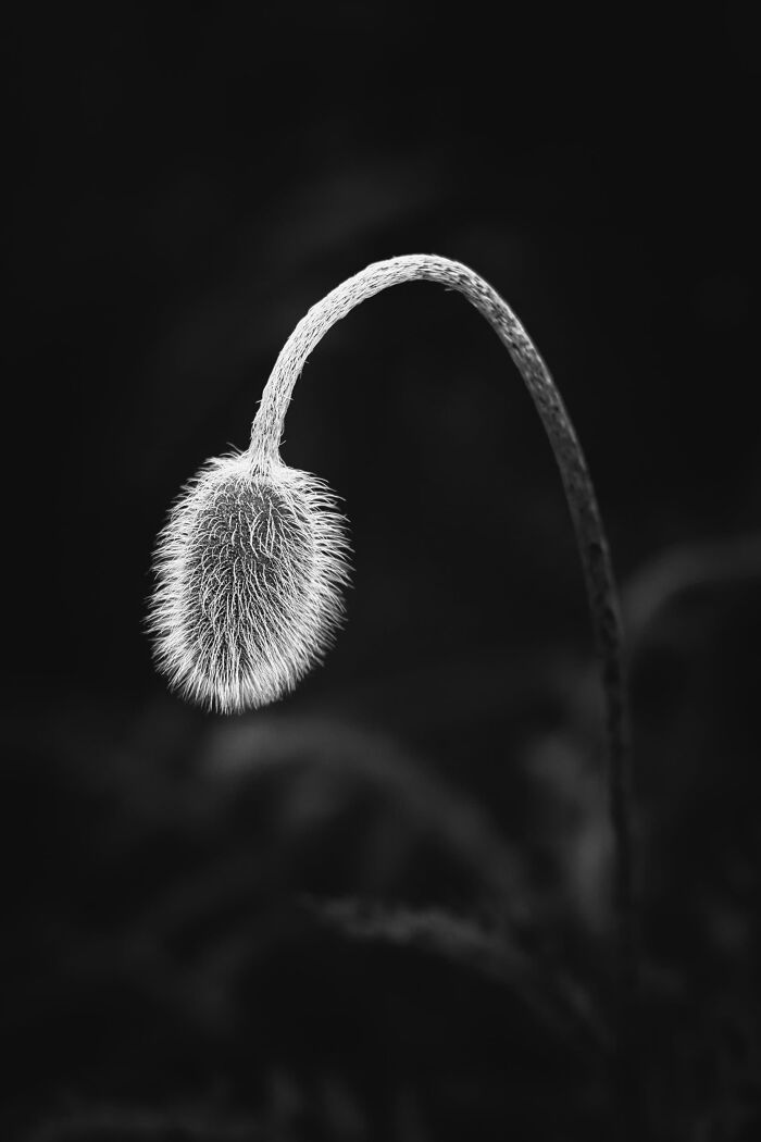 Plant Life Finalist: The Beginning by Pawel Jaroniewski