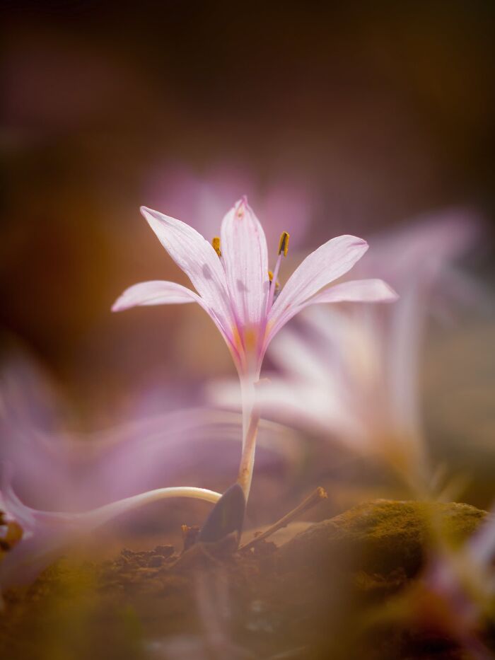 Plant Life Finalist: Invisible Touch by Ioannis Papadakis Ploumidis