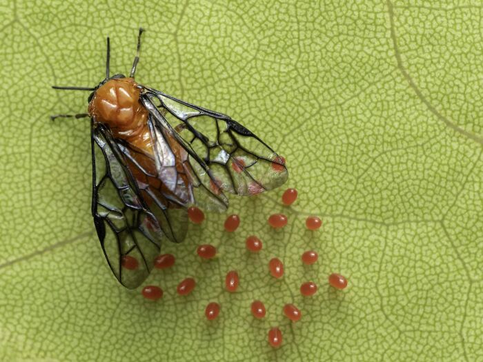 Macrophotography Finalist: Seeds Of Life by Alicia Luna