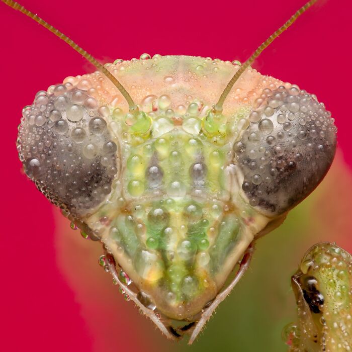 Macrophotography Finalist: Dew Covered Mantis by Lane Kirstein