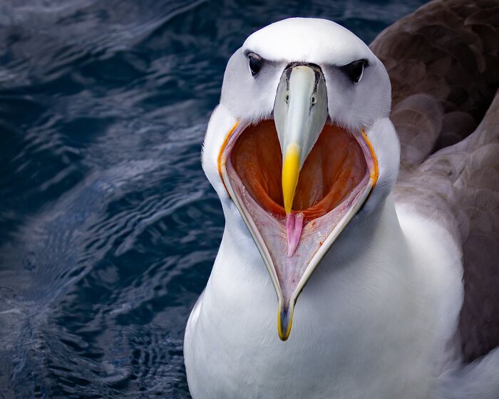 Funny Nature Finalist: Molly's Maw by Tom Hendrickson