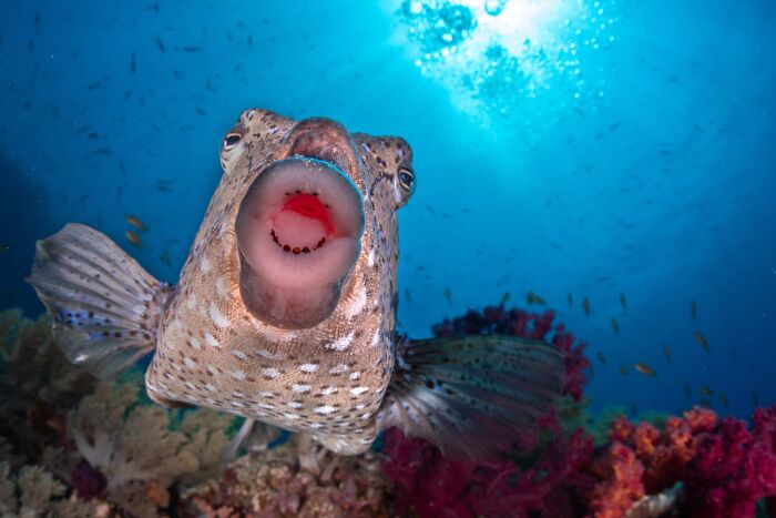 Funny Nature Finalist: Mirror, Mirror In The Lens by Saad Alaiyadhi