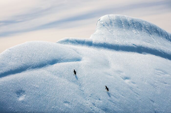 Wildlife Finalist: Two Silhouettes On The Ice by Xi Liu