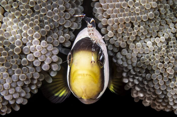 Underwater Finalist: The Pinch by Fabi Fregonesi