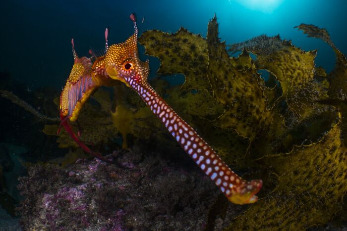 Underwater Finalist: Snout And About by Daniel Sly