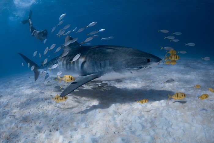 Sharing The Planet Finalist: Natural Interactions by Daniel Browne