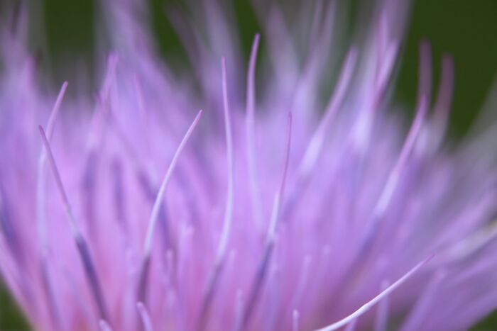 Plant Life Finalist: Softness by Kevin Cloughley