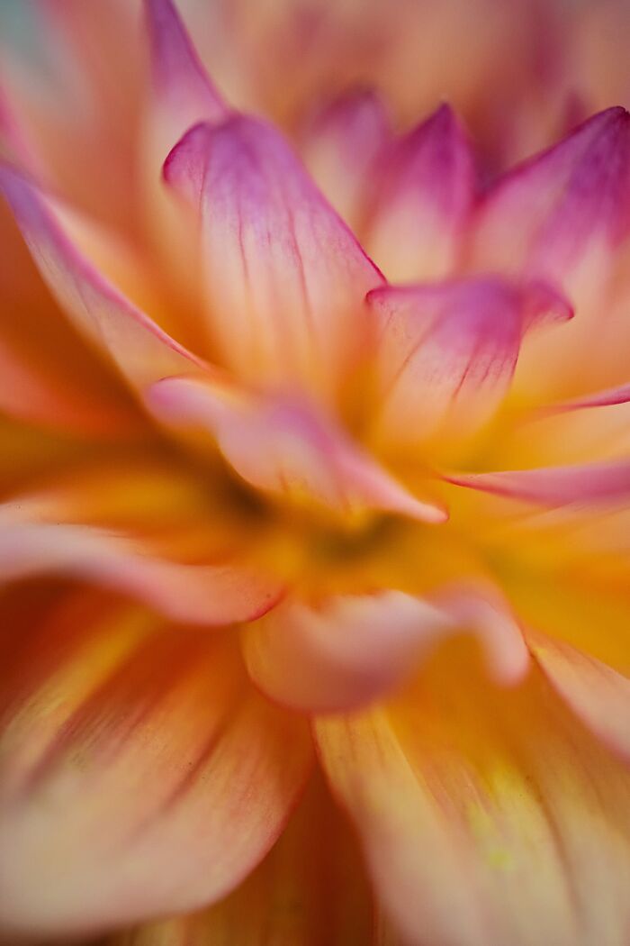 Plant Life Finalist: Dahlia Love by Kayla Crouch