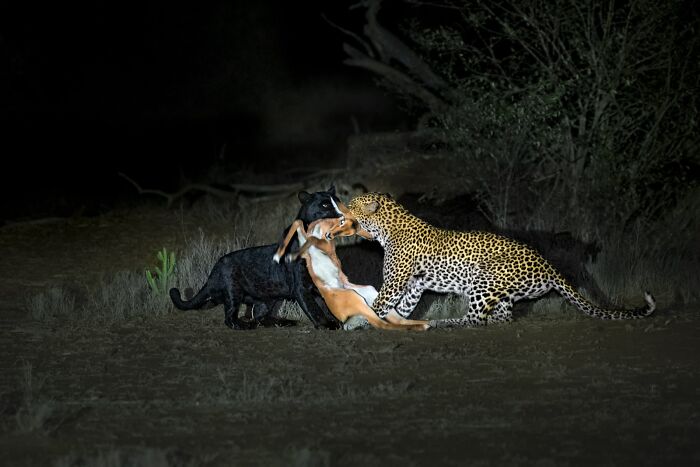 Night World Finalist: Unique Wildlife Synchrony by Thomas Vijayan