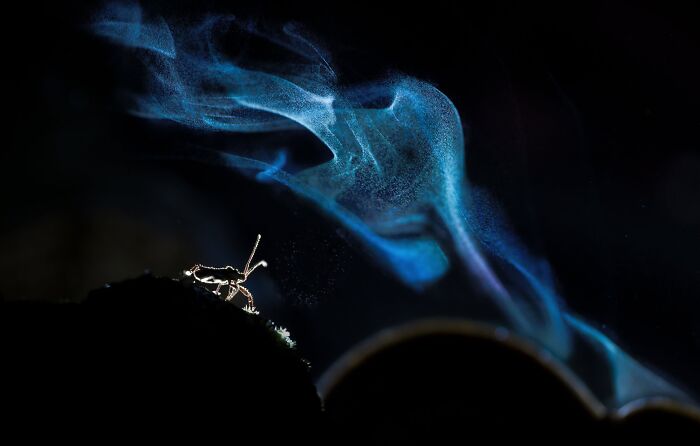 Macrophotography Finalist: The Cosmonaut by Soumya Ranjan Bhattacharyya