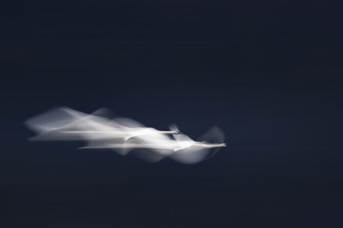 Birds Finalist: Chase by Zhou Chen