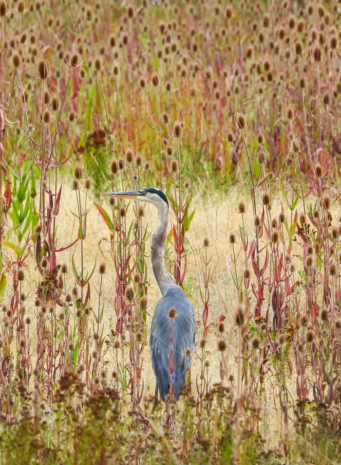 Birds Finalist: Heron In A Teasel Dreamscape by Montoya Whiteman