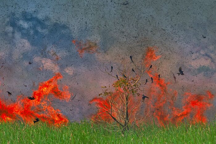 Birds Finalist: Wings Of Courage by Kallol Mukherjee