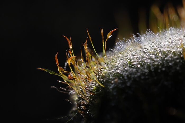 Plant Life Finalist: Les Radieuses by Billien Isabelle