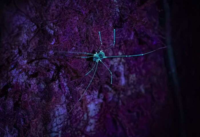 Night World Finalist: Night Walker by David Kleidermacher