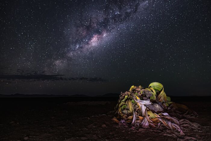 Night World Finalist: Galactic Welwitscha by Wiktoria West