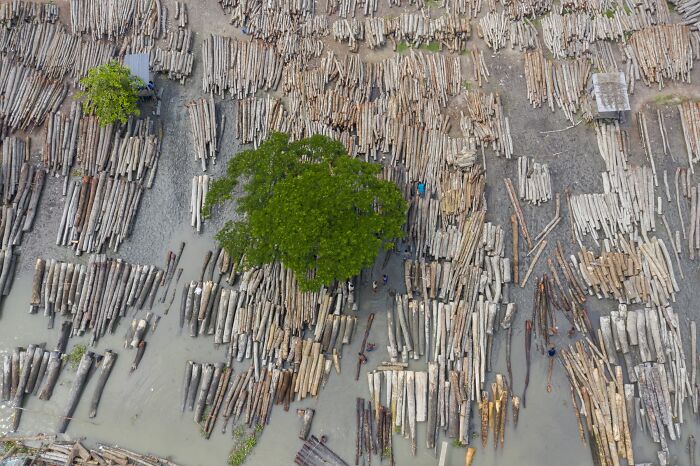 Environmental Impact Finalist: The River Of Fallen Trees by Muhammad Mostafigur Rahman