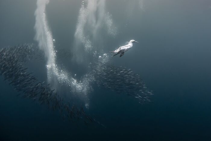 Underwater Finalist: The Dive by Fabi Fregonesi