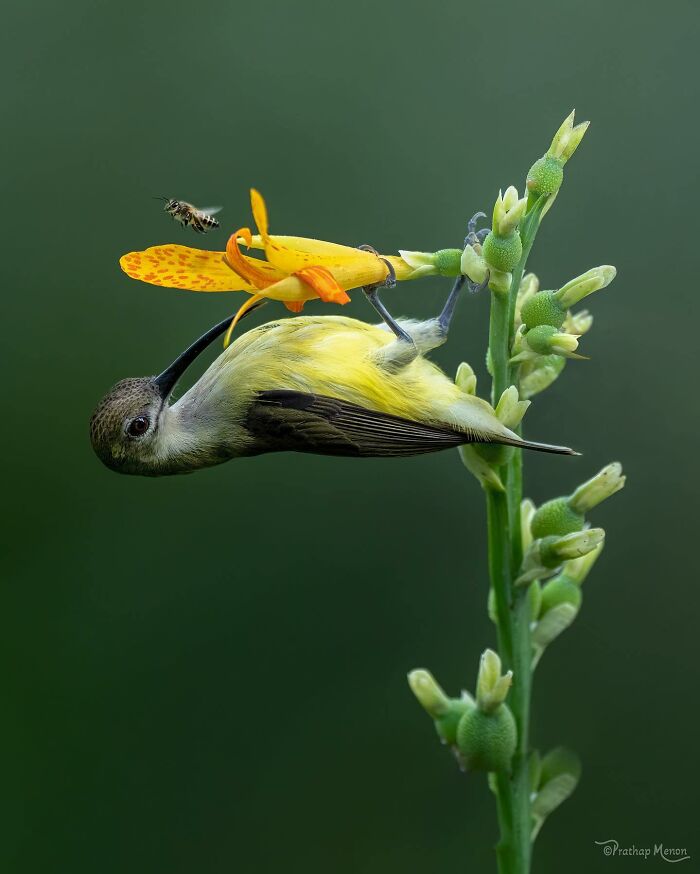Little Spiderhunter Doing Its Thing Quietly but Beautifully